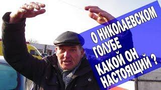 О настоящих старопородных Николаевских голубях, торцовых и о Кировоградских голубях