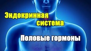 ЭНДОКРИННАЯ СИСТЕМА И ПОЛОВЫЕ ГОРМОНЫ. ГИПОТАЛАМУС-ГИПОФИЗ-ЯИЧКИ