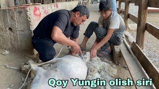 Siz bilmagan Qoy Uchun foydali maslaxat Dilmurod akadan #veterinary #qoyboqish