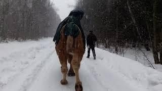 Верблюд в заснеженном лесу.