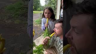It tastes like a CARROT..#carrots #gardening #homesteading