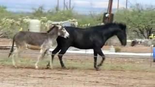 Burro en celo al ver tremenda yegua ► MIRA COMO LA PERSIGUE HASTA QUE LA CONSIGUE