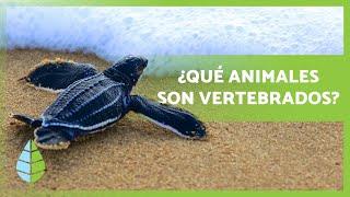 VERTEBRATE ANIMALS  Characteristics, classification and examples
