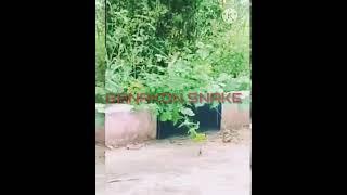 connected mechanically |  #banakon snake | "What the heck are these SNAKES doing?"