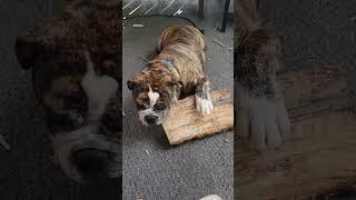 just out back chewing on wood. Odie 9 months old. Old English bulldog