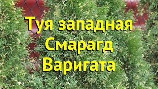 Туя западная смарагд варигата. Краткий обзор, описание thuja occidentalis Smaragd Variegata