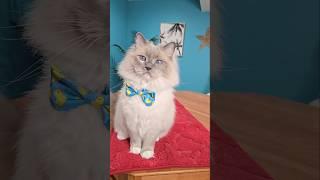 The many moods of Boshi #meow