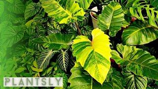 BEAUTIFUL TROPICAL GARDEN |  MODERN TROPICAL GARDEN IDEAS (Jungle like plants)