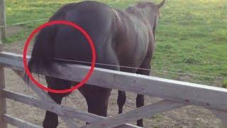 Electric Fence Horse 