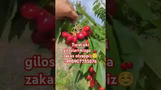 Turetiski giloslarimiz sotuvda #fruit#garden#gardening#rek#rekkaciqiplos