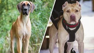 Top 10 Great Dane Cross Breeds | Fabulous Dog Breeds