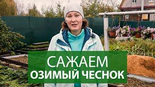 ОЗИМЫЙ ЧЕСНОК | правила посадки чеснока на зиму