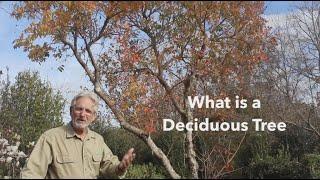 What is a Deciduous Tree