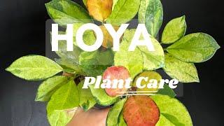 Hoya Plant Care  Cleaning and Repotting Mealybug Infested Hoya for Healthy Growth 