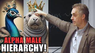 How Male Dominance Hierarchies Work