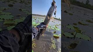 THIS SNAKEHEAD FISH ATTACK IS TRULY EXTRAORDINARY!  #fishing #baitcasting #snakehead #lure