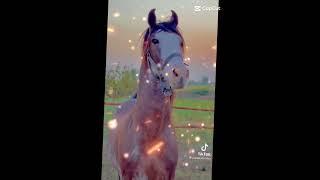 3 Beautiful Horses Which One Is Your Favorite,#horse #youtubeshorts #viral #viralvideo #foryou