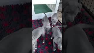 Morning Mayhem! Blue Staffy Puppies Wake Up — Except One Sleepyhead… 