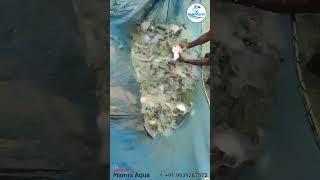 Roop Chanda FishHarvesting#fish #fisherman#fishing#fishingvideo #fishinglife#fishfarming#carpfishing