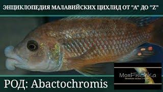 Abactochromis (Абактохромис). Энциклопедия малавийских цихлид от "А" до "Z"