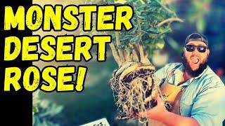 MONSTER DESERT ROSE! | Adenium obesum Root Trimming and Care!