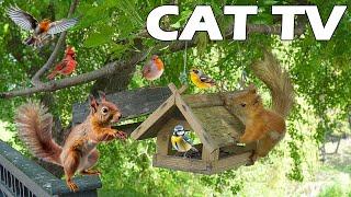 RELAX YOUR CAT TV  Backyard Bird And Squirrel Watching  Relaxing Bird Sounds Entertain Your Cats