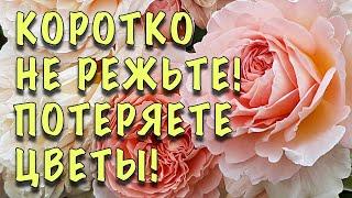 НЕ РЕЖЬТЕ СИЛЬНО! ЛИШИТЕСЬ ЦВЕТОВ! Как ПРАВИЛЬНО обрезать АНГЛИЙСКИЕ РОЗЫ весной