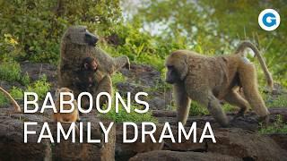 Wildlife in Kenya: Meet the Anubis Baboon Family | Full Documentary