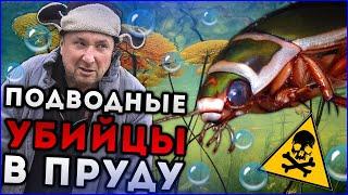 ОПАСНОСТЬ ДЛЯ ОБИТАТЕЛЕЙ ПРУДА | БОРЬБА С ВРЕДИТЕЛЕМ - ЖУК ПЛАВУНЕЦ