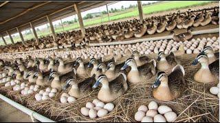 How to Raise Organic Ducks Effectively: From Feeding to Egg Harvesting.