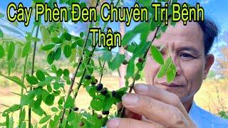 Cây Phèn Đen Chuyên Chữa Các Chứng Bệnh Về Thận