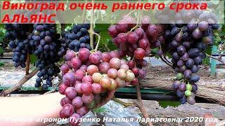 Виноград  АЛЬЯНС очень раннего срока созревания  на участке Пузенко Натальи Лариасовны