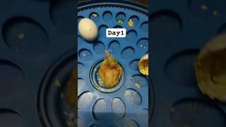 I'M STARTING FROM DAY ONE! ️️️ #day1 #dayone #️️️