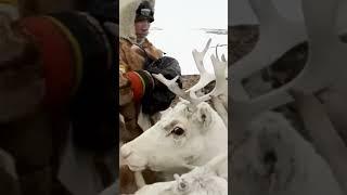  Рацион коренных народов Крайнего Севера