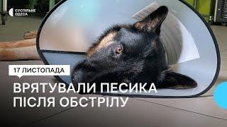 «Був в дуже поганому стані»: в Одесі лікують песика, пораненого внаслідок обстрілу на Херсонщині