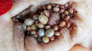 Removing All Ticks From Dog - Dog Ticks Removing Clip - Ticks Removal Videos EP 02