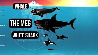 Megalodon vs Living Sea Creatures | Size Comparison | The Meg 2: The Trench