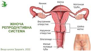 День 2. Жіноча репродуктивна система. Марафон Здоров'я лікаря Василя Чайки, Вища школа Здоров'я