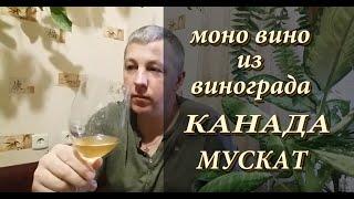 Моно вино из винограда КАНАДА МУСКАТ!  Вино с ароматом муската!