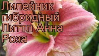 Лилейник гибридный Литтл Анна Роза  обзор: как сажать, рассада лилейника Литтл Анна Роза