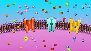 Cell membrane permeability  - Animated membrane physiology