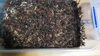 Myrmecia Brevioda Colony (Previously) for Sale - 30 Dec 2020