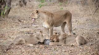 Mother Lion brought home dinner. Lion cubs eating a Warthog.