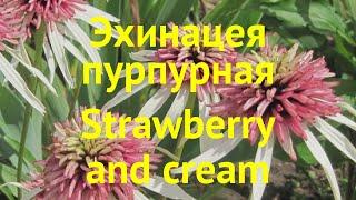 Эхинацея пурпурная Старвберри энд Креем. Краткий обзор echinacea purpurea Strawberry and cream