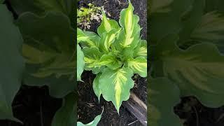 Хоста лайкесайд пейсли принт (hosta lakeside paisley print) Hosta garden tour 2021