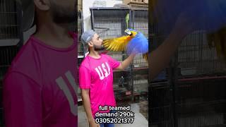  #talkingparrot #viral #shorts