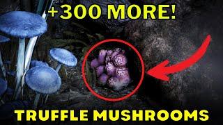 How to Find Truffles in BDO After the Update - The Best Secret Caves Revealed!