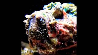 Stonefish | stone fish attack | stonefish eating | stonefish sting | Stone fish poision | #stonefish