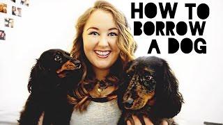 How to Borrow a Dog: Bark'n'Borrow | Shelly Coco