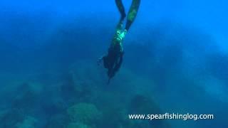 Spearfishing Shi drum (Umbrina cirrosa) in my favorite hole